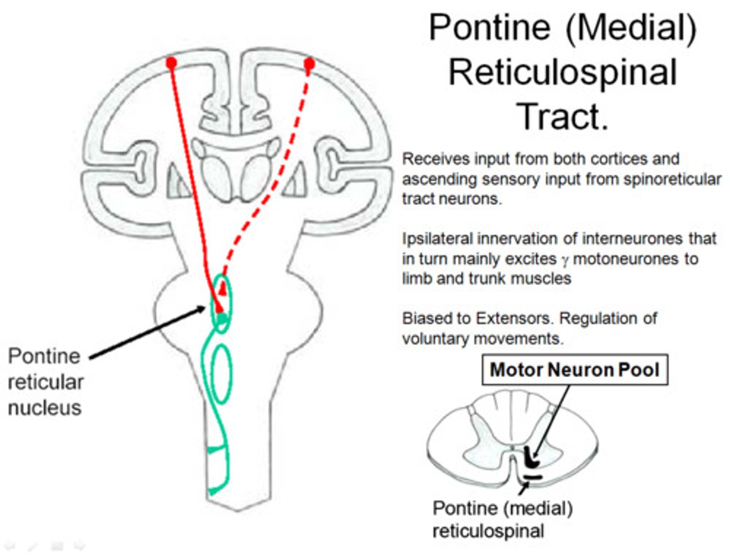 <p>A tract originating in the pontine reticular formation and terminating in the spinal cord, involved in the control of movement.</p>