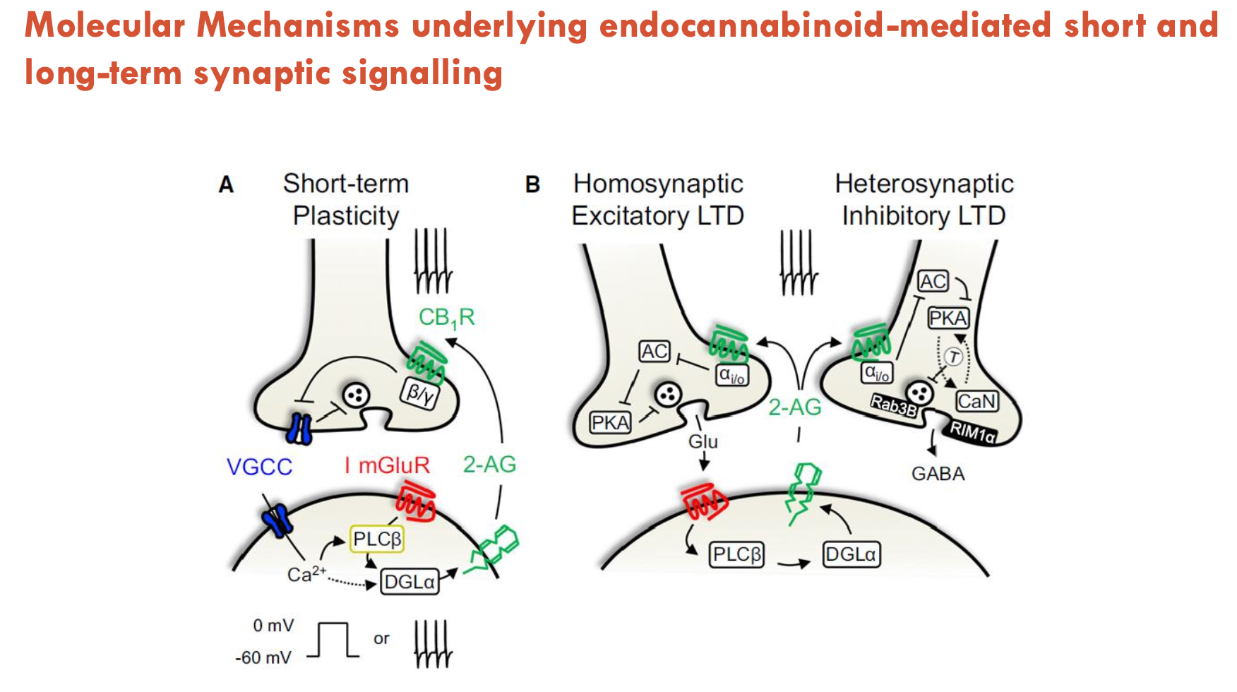 <p><strong>1. Short-Term Plasticity (Retrograde Signalling):</strong></p><ul><li><p>Glutamate release → activates postsynaptic mGluRs → produces 2-AG</p></li><li><p>2-AG travels retrogradely (via anandamide transporter) → binds presynaptic CB<sub>1</sub> receptors → inhibits NT release (e.g., glutamate/GABA).</p></li></ul><p><strong>2. Long-Term Depression (LTD):</strong></p><ul><li><p><strong>Homosynaptic LTD (excitatory):</strong></p><ul><li><p>Repeated long-term glutamate release → prolonged CB<sub>1</sub>R activation → reduce glutamate release long-term <strong>(weakens glutamatergic synapses, self-inhibition)</strong></p></li></ul></li><li><p><strong>Heterosynaptic LTD (inhibitory):</strong></p><ul><li><p>2-AG also binds CB<sub>1</sub>Rs on GABAergic terminals → suppresses GABA release (disinhibits neighbouring synapses)</p></li></ul></li></ul><p></p>