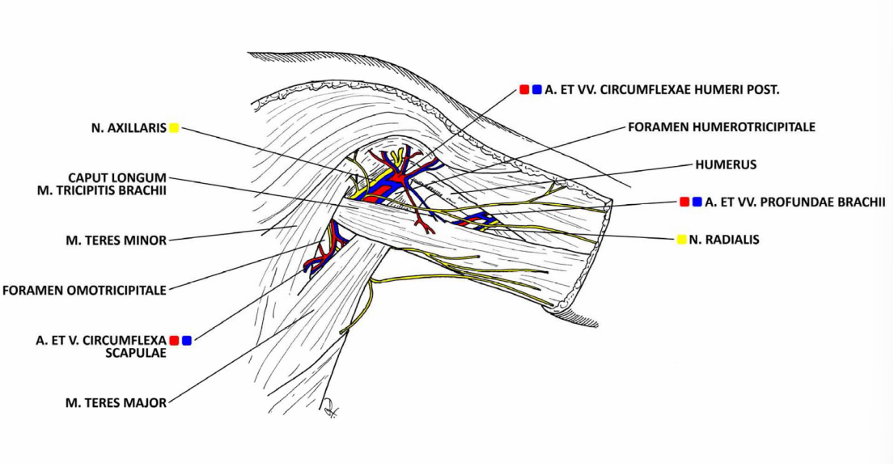 <p>m.triceps brachii kalon ne trekendshin e muskujve te rrumbullaket dhe e ndan ne foramen quadrilaterum dhe foramen trilaterum</p>