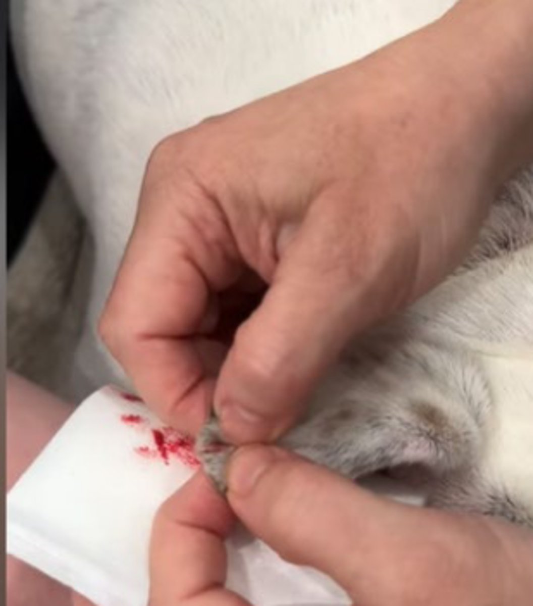 <p>Which type of acupuncture involves releasing a few drops of blood from specific acupoints to treat "excess heat" conditions, inflammation, and pain?</p>