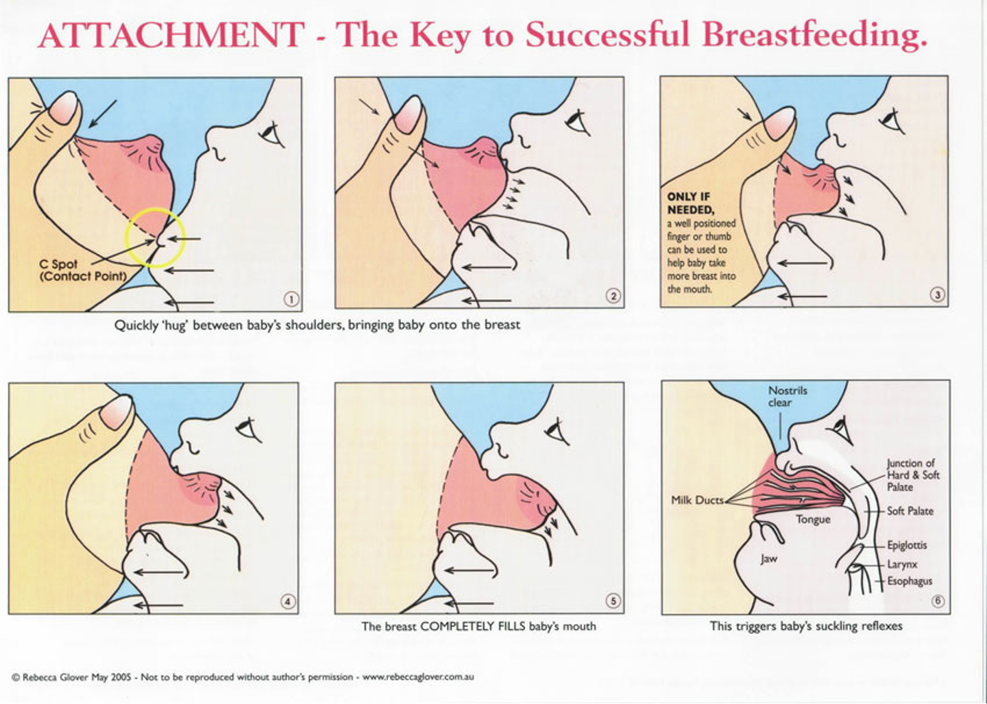 <ul><li><p>Rooting </p></li><li><p>Detaching infant </p></li><li><p>Avoid bottle (until breastfeeding is well established → 4-6 weeks)</p></li><li><p>Feed on demand </p></li><li><p>Newborns can take 20-45 minutes per feeding every 2-3 hours </p></li></ul><p></p><p></p>