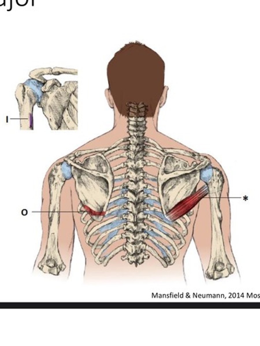 <p>What is the OIA of the Teres Major</p>