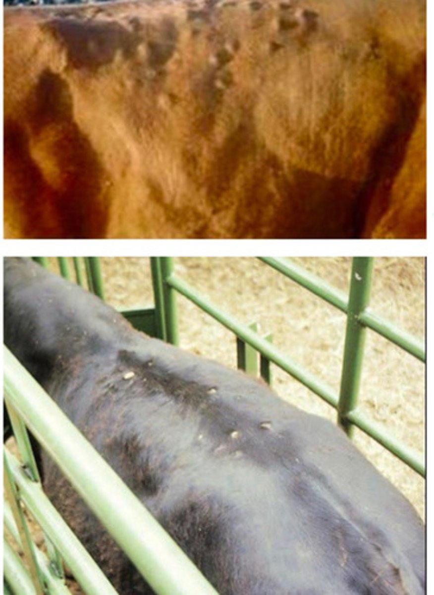 <p>What are these clinical signs typical of in cattle?</p>
