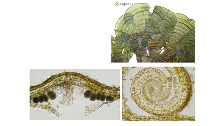 <p><span><span>What Sublass does this specimen belong to?</span></span></p><p><span><span>Bangiophyceae</span></span></p><p><span><span>Phaeophycidae</span></span></p><p><span><span>Bacillariophyceae</span></span></p><p><span><span>Cyclosporidae</span></span></p>