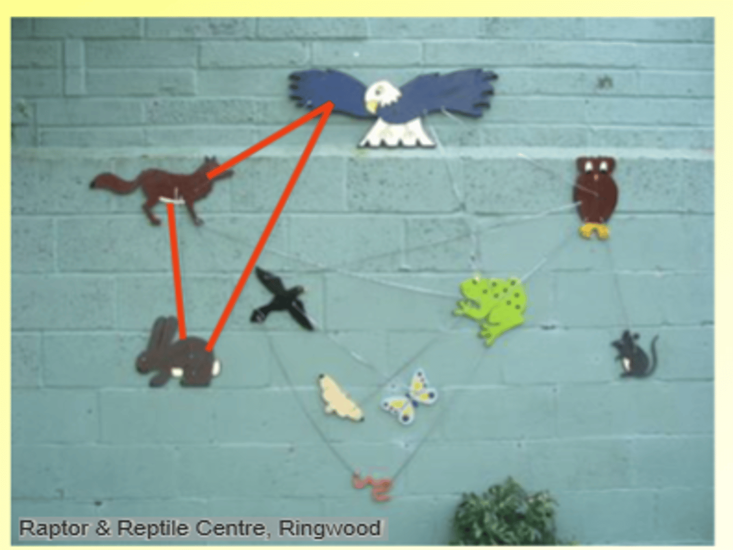 <p>Predator eats prey and predator of prey</p><p>Top predator has direct and indirect effect on middle trophic level</p><p>Raptor &amp; Reptile Centre, Ringwood Top predator has direct and indirect effect on lower trophic level</p>