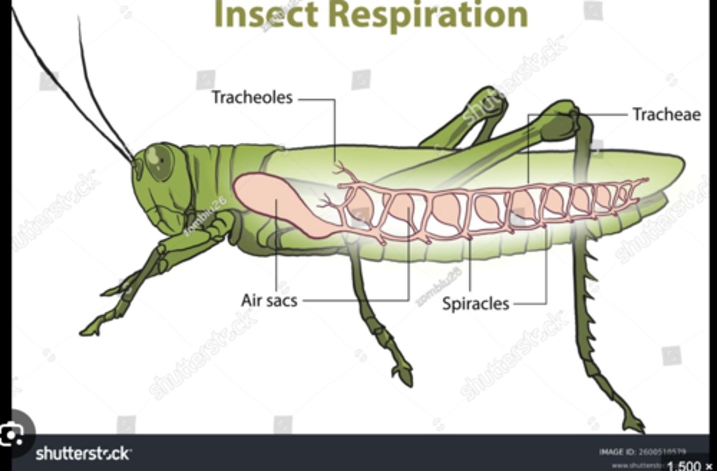 <p>Branching air tubes delivering oxygen directly from spiracles to tissues; bypass circulatory system.</p>
