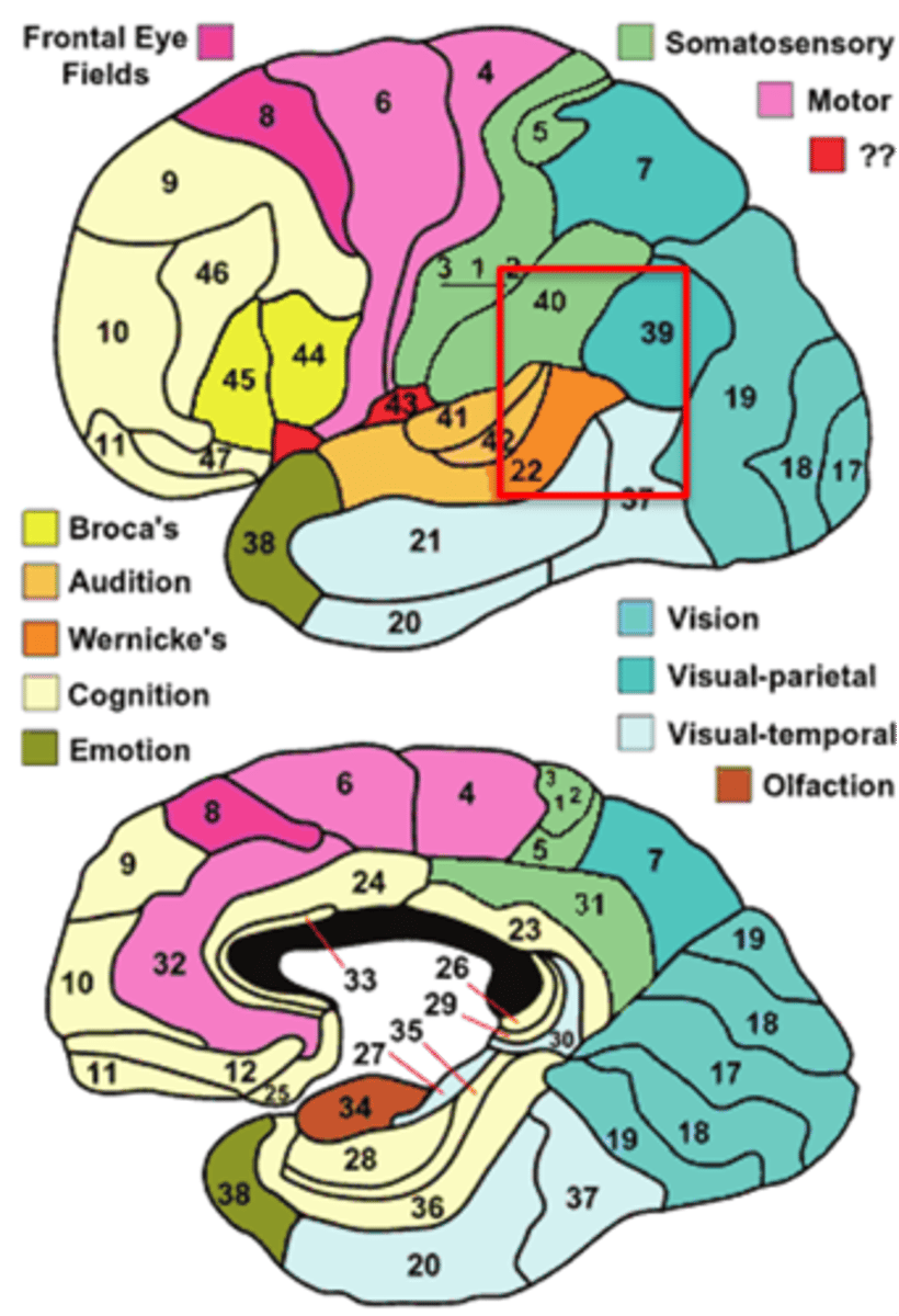 <p>area 22, 39, and 40</p>