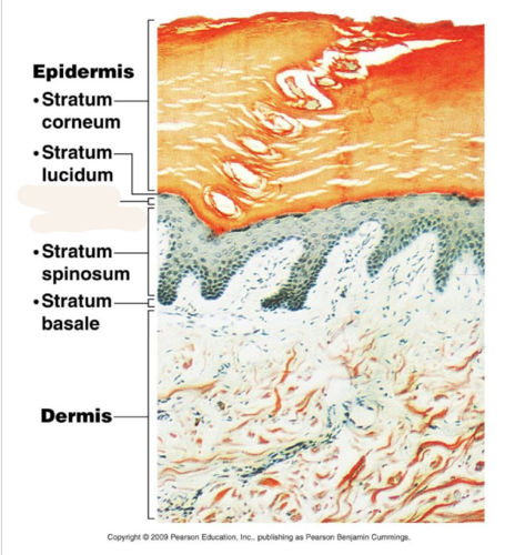 <p>Layer of epidermis composed of cells that look like granules and are filled with keratin; replaces cells shed from stratum corneum</p>