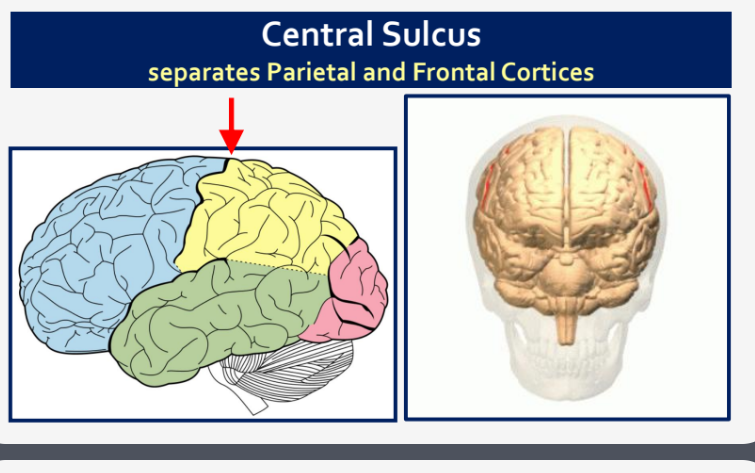 <p>Parietal and Frontal Cortices</p>