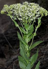 <p>An upright perennial forb about 2–3 ft tall; reproduces by seeds and rhizomes; leaves alternately arranged, blue-green and lance-shaped (lower leaves stalked, upper leaves sessile); 2 lobes clasping the stem; margins irregularly toothed to smooth; flowers in somewhat flat-topped clusters with 4 petals per flower; seedpods resemble bladders.</p>
