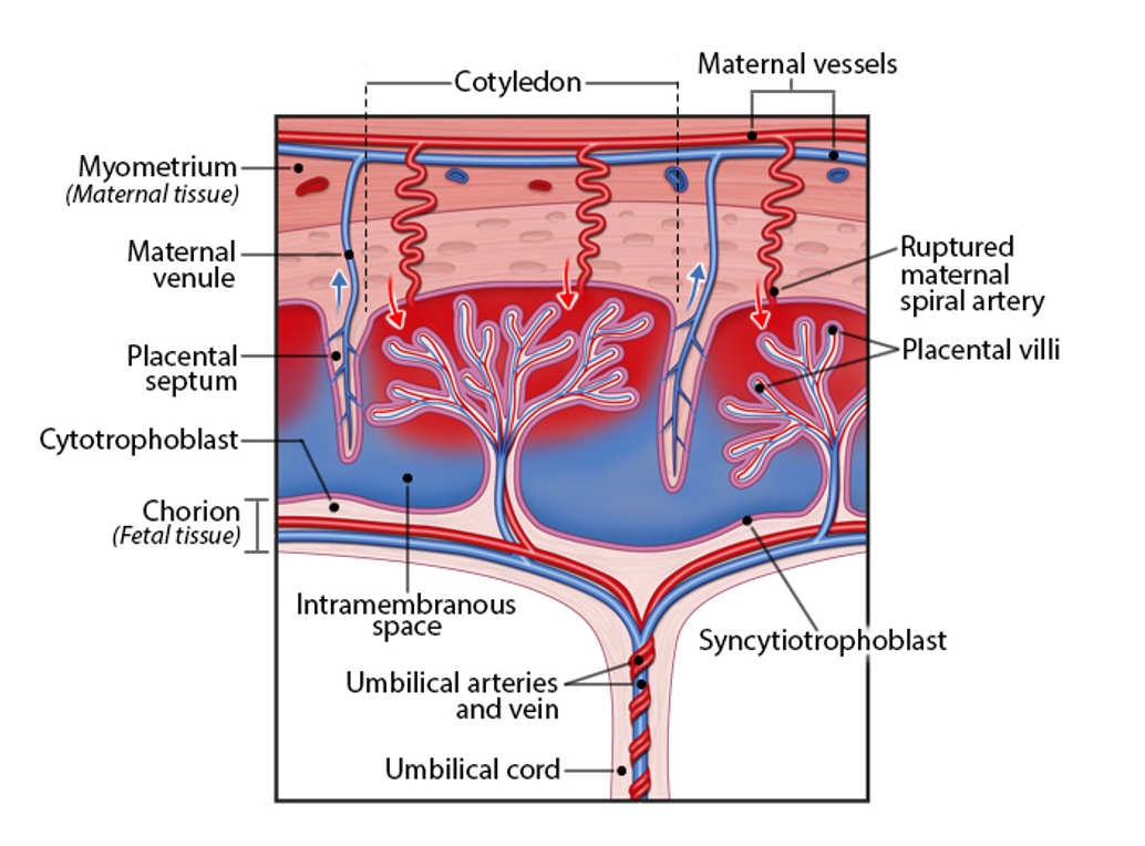 <ul><li><p>structure</p><ul><li><p>chimeric organ (2 genetically diff tissue sources)</p><ul><li><p>consisting of maternal (uterine) and embryonic (chorion) tissue</p></li></ul></li><li><p>several lobes (cotyledons), fed by umbilical vessels</p></li><li><p>covered in villi sitting in maternal blood-filled spaces</p></li></ul></li><li><p>fx</p><ul><li><p>material exchange btw mother and developing embryo/fetus</p><ul><li><p>nutrients, gases, wastes</p></li></ul></li><li><p>endocrine organ</p><ul><li><p>produces hormones required for pregnancy (hCG, progesterone, etc)</p></li></ul></li><li><p>hemochorial type</p><ul><li><p>embryonic tissue directly contacts maternal blood</p></li><li><p>minimizes barrier for efficient exchange</p></li></ul></li></ul></li></ul><p></p>