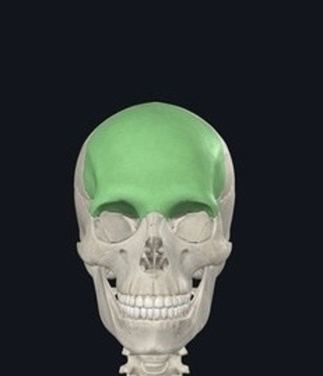 <p>Forehead bone; forms the anterior skull.</p>