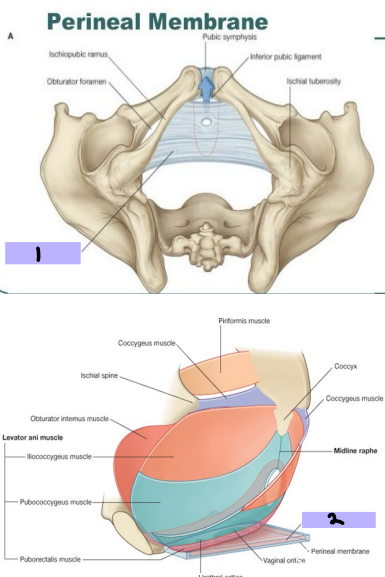 <p><strong>Pelvic Floor: Perineal Membrane and Deep Perineal Pouch/Space</strong></p><p>Perineal Membrane (#1)</p><p>-Thick fascial, triangular structure</p><p>-Attached to pubic arch with free posterior edge</p><p>-Provides attachment for roots of _________ genitalia and genitalia ________</p><p></p><p>Deep Perineal Pouch/Space (#2)</p><p>-Above _________ membrane, contains layer of skeletal muscle </p><p>-External ________ sphincter → in both sexes, closes urethra</p><p>-Deep transverse perineal muscle → in both sexes, stabilizes the ___________ of the perineal body </p>