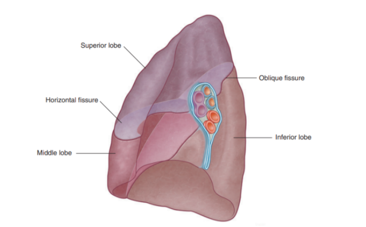 <p>The right subclavian artery &amp; vein arch over &amp; are related to the superior lobe of the right lung as they pass. over the dome of the cervical pleura &amp; into the axilla </p>