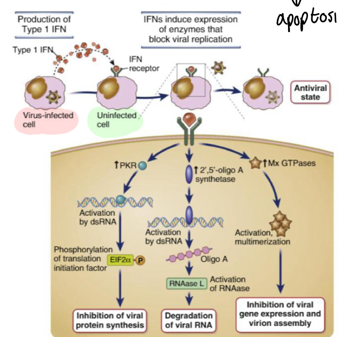 <ul><li><p><strong>Acts as a cell surface marker that </strong><span style="color: green;"><strong>strongly boosts antigen presentation</strong></span><strong> for CD4+ T cells</strong></p></li></ul><ul><li><p><strong>Alerts T lymphocytes and NK cells to infected cells →</strong><span style="color: red;"><strong><span> apoptosis</span></strong></span></p></li></ul><p></p>