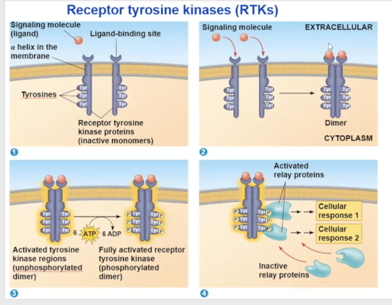 <ul><li><p>Their unactivated state is independent, but when activated, it combines with another RTK receptor</p></li><li><p>The dimerization activates the molecule and goes through autophosphorylation, which means the two monomers put phosphate groups on each other’s tyrosine proteins</p></li><li><p>the phosphates come from ATP, so at the end of the auto-phosphorylation, it converts its used ATP to ADP</p></li><li><p>Now in its fully phosphorylated form, the dimer can bind with <strong>relay proteins</strong></p></li><li><p>the binding of the relay prtiens is the beginning of the tranduction</p></li></ul><p></p>