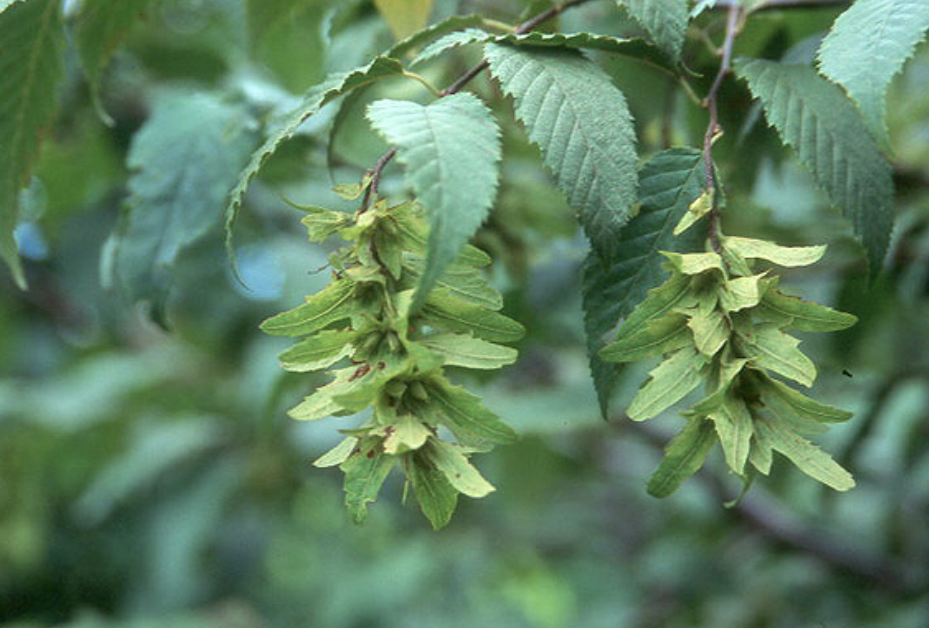 <p><em>Carpinus caroliniana</em></p><p>Betulaceae</p>
