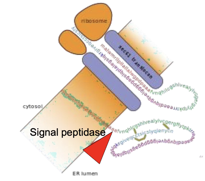 <p></p><ul><li><p><strong>Proteolytic cleavage</strong> = cutting of the <strong>peptide backbone</strong> of a protein.</p></li><li><p>Occurs <strong>within the ER lumen</strong> as a <strong>post-translational modification</strong>.</p></li><li><p><strong>Purpose</strong>: Required for proper <strong>protein folding and function</strong>.</p></li><li><p><strong>Example:</strong></p><ul><li><p><strong>Type I integral membrane proteins</strong>:</p><ul><li><p><strong>N-terminal signal sequence</strong> is cleaved by <strong>signal peptidase</strong>.</p></li></ul></li><li><p><strong>Proinsulin</strong> (precursor of insulin):</p><ul><li><p>Signal peptidase removes <strong>N-terminus</strong> in the ER.</p></li><li><p><strong>Disulphide bridges</strong> stabilize the folded structure.</p></li><li><p>Further processed by <strong>three additional peptidases</strong> during transport through <strong>secretory vesicles</strong> in pancreatic cells.</p></li></ul></li></ul></li></ul><p></p>