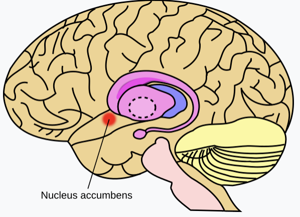<p>Reward Center; Releases Dopamine</p>
