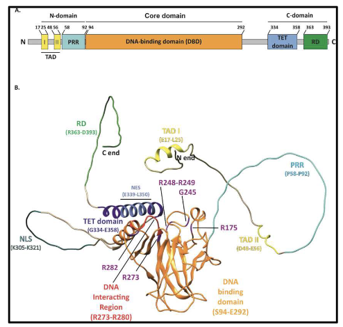 <ul><li><p>Tetramer of 4 chains (393 amino acids each)</p></li><li><p><strong>N-terminal</strong>:</p><ul><li><p>TAD I &amp; II → bind transcription machinery &amp; MDM2</p></li><li><p>DNA-binding domain (DBD)</p></li><li><p>Nuclear export signal (NES)</p></li></ul></li><li><p><strong>C-terminal</strong>:</p><ul><li><p>Oligomerization domain (OD) → forms tetramer</p></li><li><p>Nuclear localization signals (NLS x3)</p></li><li><p>Second NES</p></li><li><p>NLS + NES → regulate nuclear-cytosolic shuttling</p></li></ul></li></ul><p></p>