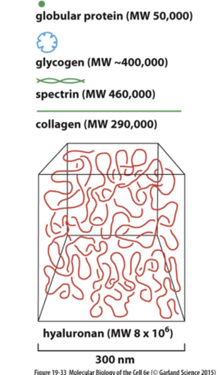 <p>attracts “cloud” of cations, esp Na+, that are osmotically active, which causes large amounts of water to be sucked into matrix. ---&gt; creates turgor, enables matrix to resist compression</p>