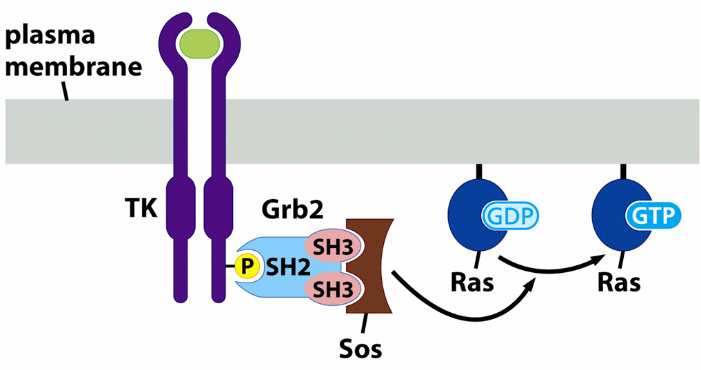 <p>helps Ras bind GTP; acts as a GDP/GTP exchange factor'</p><p>Sos also doesnt live at the plasma membrane so gets there via the growth factor receptor binding protein 2 which has a domain SH3 that Sos bind to</p>