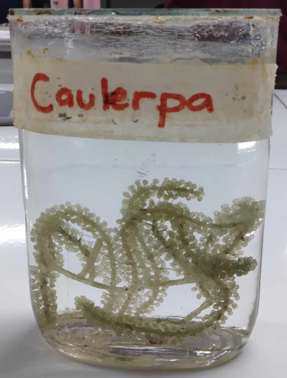 <p>Chlorophyta; lato; feather algae; economically important green algae; edible algal species</p>