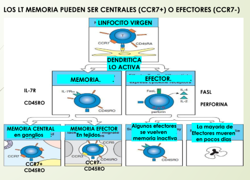 <p>Linfocito Virgen: CD45RA</p><p>Dendritica lo activa: Memoria(IL-7R) o Efector (IL-4, IL2, FASL)</p><p>IL-7R= receptor de IL-7 el cual alarga su vida</p><p>LINFOCITO T DE MEMEORIA:</p><ul><li><p>CENTRALES (CCR7+): expresa CCR7 para que no se valla del ganglio</p></li><li><p>EFECTORES memoria (CCR7-): se encuentran en tejidos </p></li></ul>