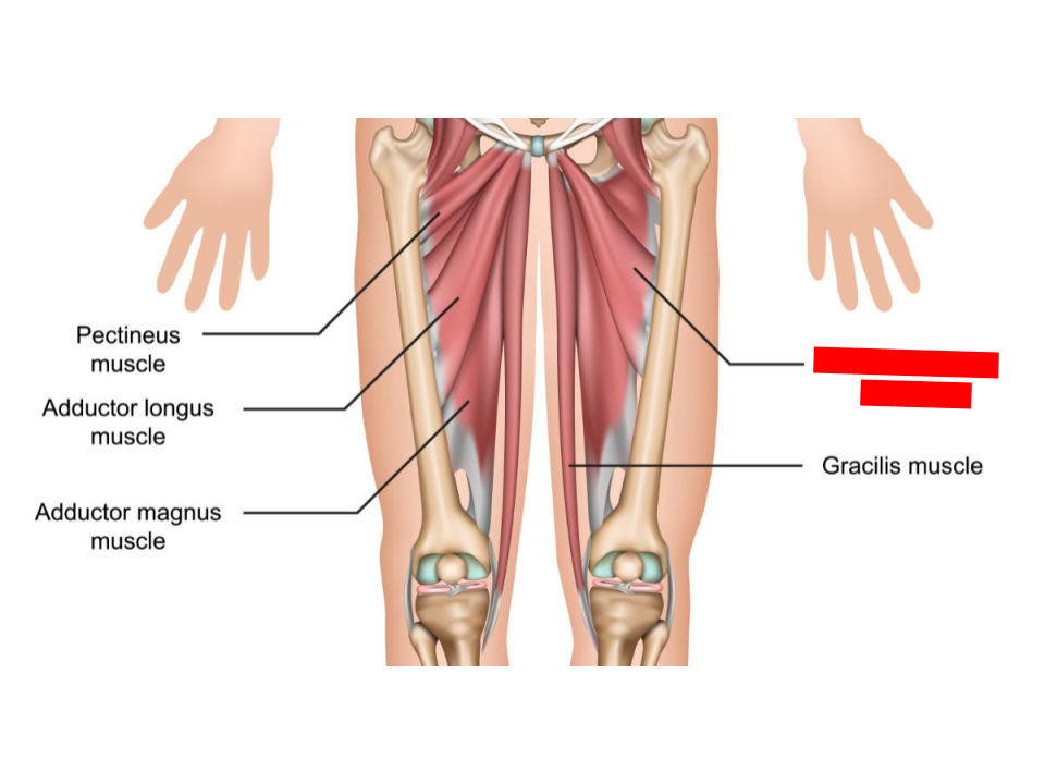 <p>adductors</p>