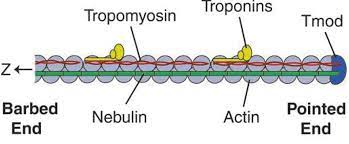 <p>What’s the line called that runs through the actin proteins? </p>