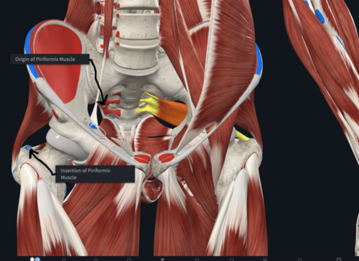 <p>Insertion: Piriformis</p>