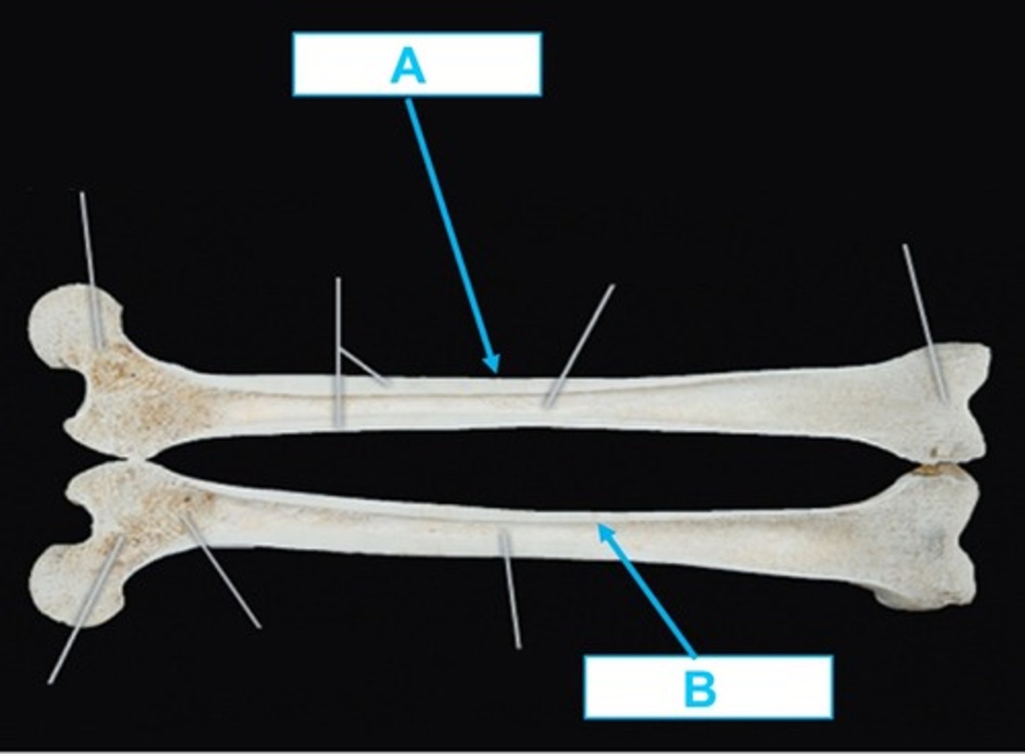 <p>A</p>