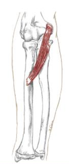 <p>what muscle is this</p>