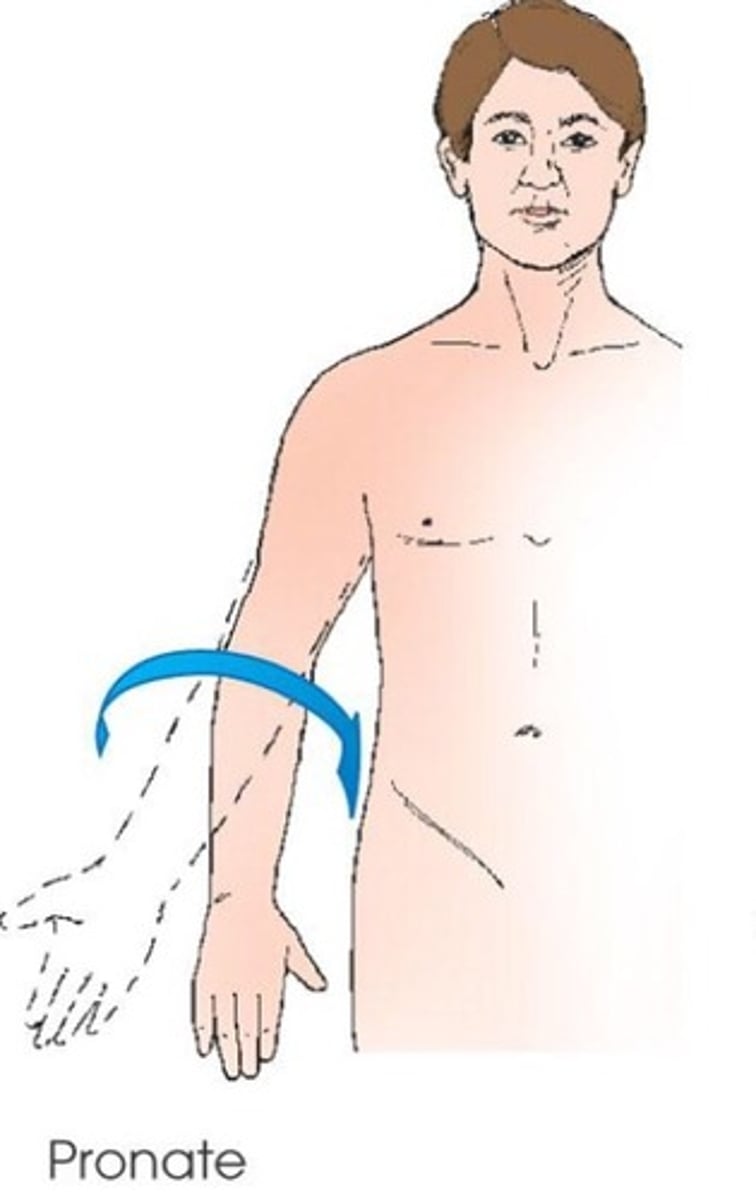 <p>rotation of forearm so that the palm is down</p>