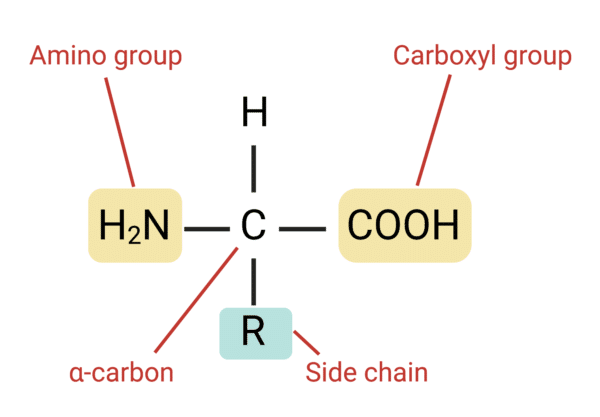 <p>monomers - building blocks of proteins</p><p>contain (KNOW EACH ONE!!!!)</p><ul><li><p>an amino group</p></li><li><p>alpha carbon</p></li><li><p>carboxyl group</p></li><li><p>R side chain - this is what makes amino acids vary from each other can determine how a protein folds and behaves in a cell ex. can be hydrophobic or hydrophilic</p></li></ul><p>amino acids are linked together through dehydration synthesis and covalent peptide bonds</p><p>bonded amino acids are called a polypeptide chain</p>