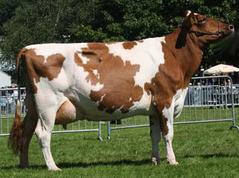 <ul><li><p><span style="color: rgb(0, 0, 0);">Originated in the County of Ayr in<br>Scotland.</span></p></li><li><p><span style="color: rgb(0, 0, 0);">Ayrshires do better under pasture<br>conditions than other major dairy breeds.</span></p></li><li><p><span style="color: rgb(0, 0, 0);">Calves are strong and easy to raise.</span></p></li><li><p><span style="color: rgb(0, 0, 0);">Milk has moderate butterfat.</span></p></li><li><p><span style="color: rgb(0, 0, 0);">Color: red and white (red varies in shade<br>from very light to very dark).</span></p></li><li><p><span style="color: rgb(0, 0, 0);">Color markings vary from nearly all red to<br>nearly all white</span></p></li><li><p><span style="color: rgb(0, 0, 0);">The spots are usually very jagged at the<br>edges and often small and scattered over<br>the entire body; spots are distinct with a<br>break between the red and white hair.</span></p></li><li><p><span style="color: rgb(0, 0, 0);">Horn Status: Horned</span></p></li><li><p><span style="color: rgb(0, 0, 0);"> Bulls: 1500 – 2000 lbs Cows: 950 – 1300 lbs.</span></p></li></ul><p></p>