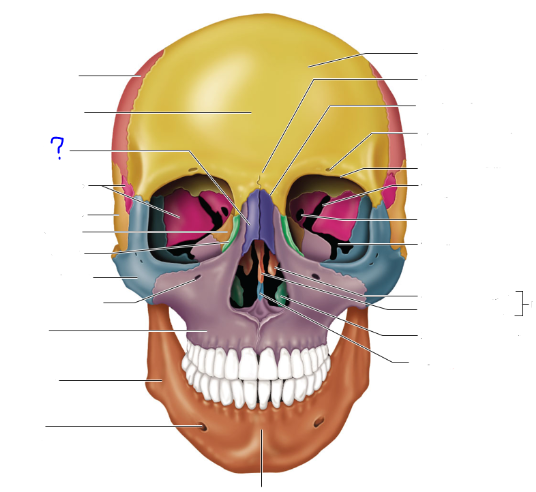 <p>(?) bone (paired)</p>