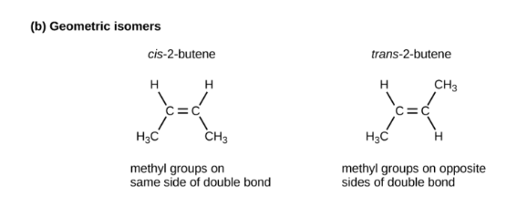 <p>they exhibit different angle/orientation based on the presence of single or double covalent bonds</p>