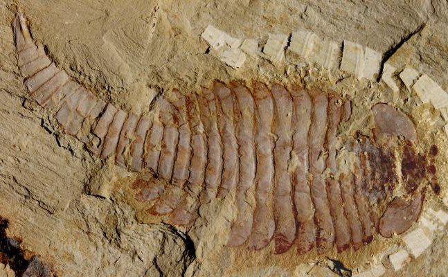 the processes of material becoming fossils 