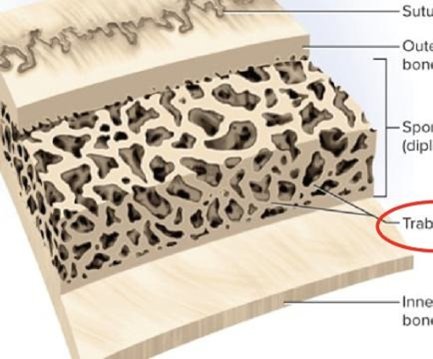 <p>Another term for trabecular bone.</p>