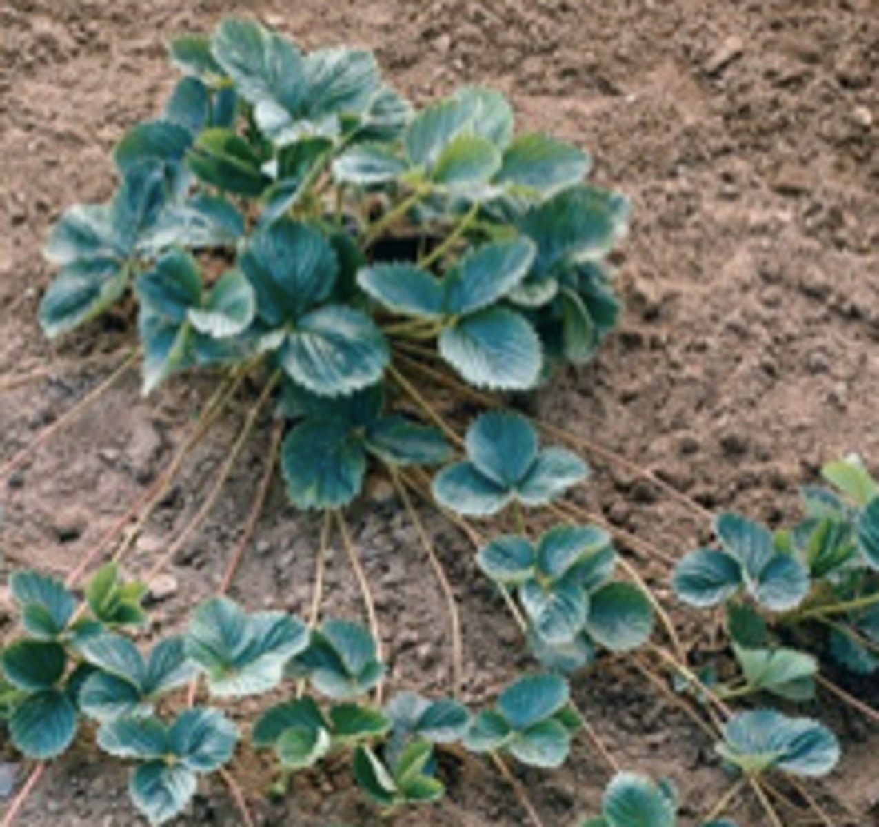<p>Stems that run along the ground<br>(ex: iris, bamboo)</p>