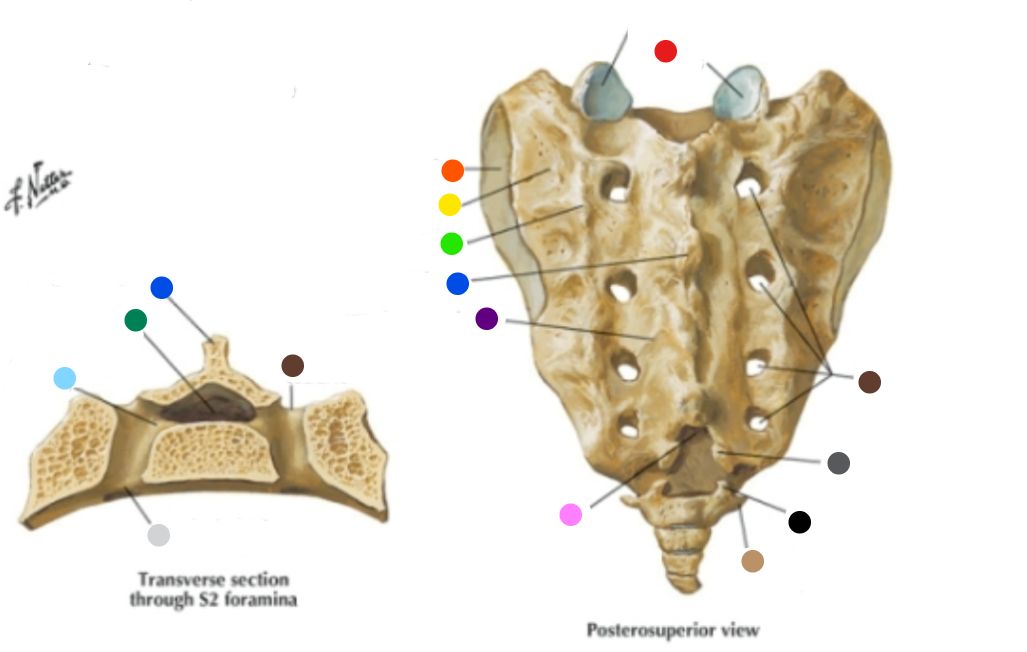 <p>What is the structure at the red dot? </p>
