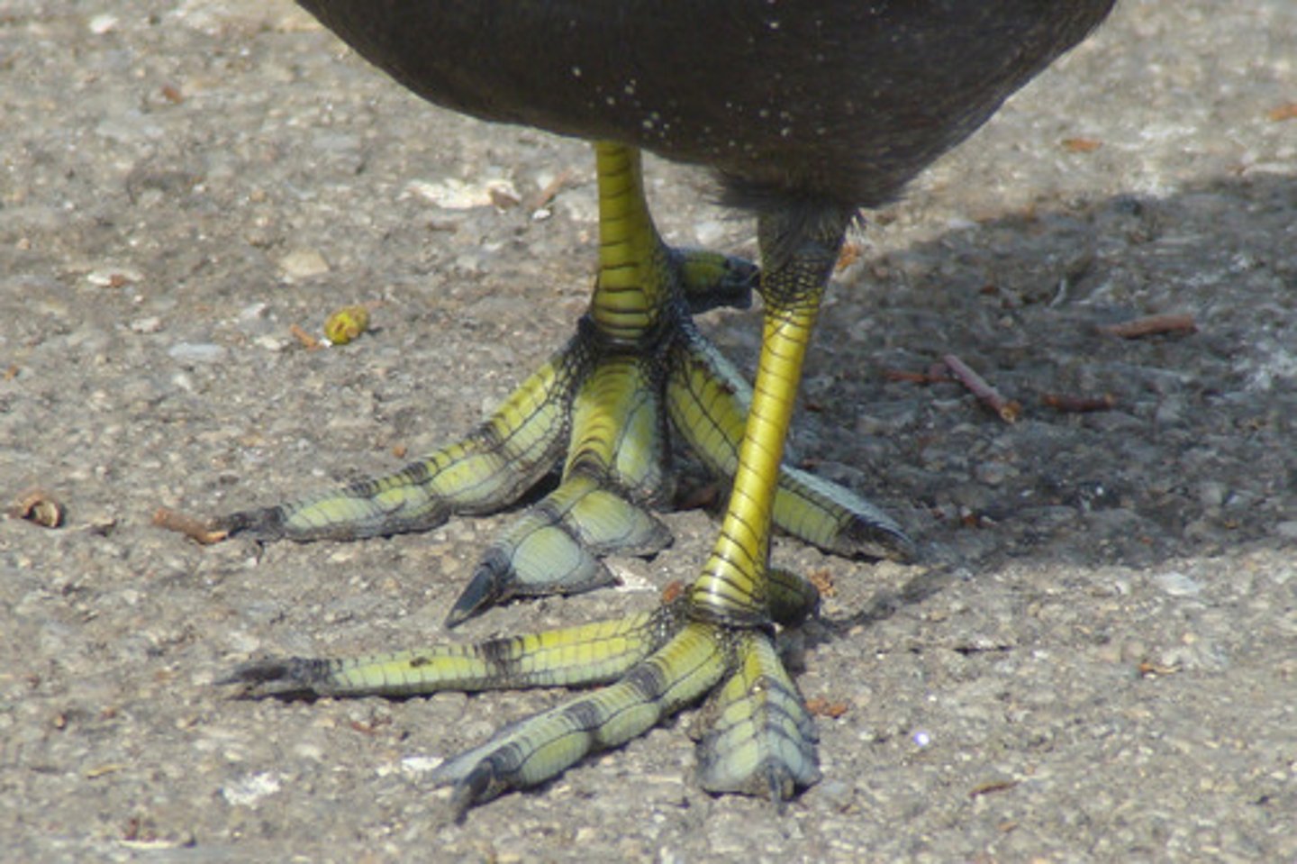 <p>Changes in physical structure, function, or behavior that allow an organism or species to survive and reproduce in a given environment.</p>