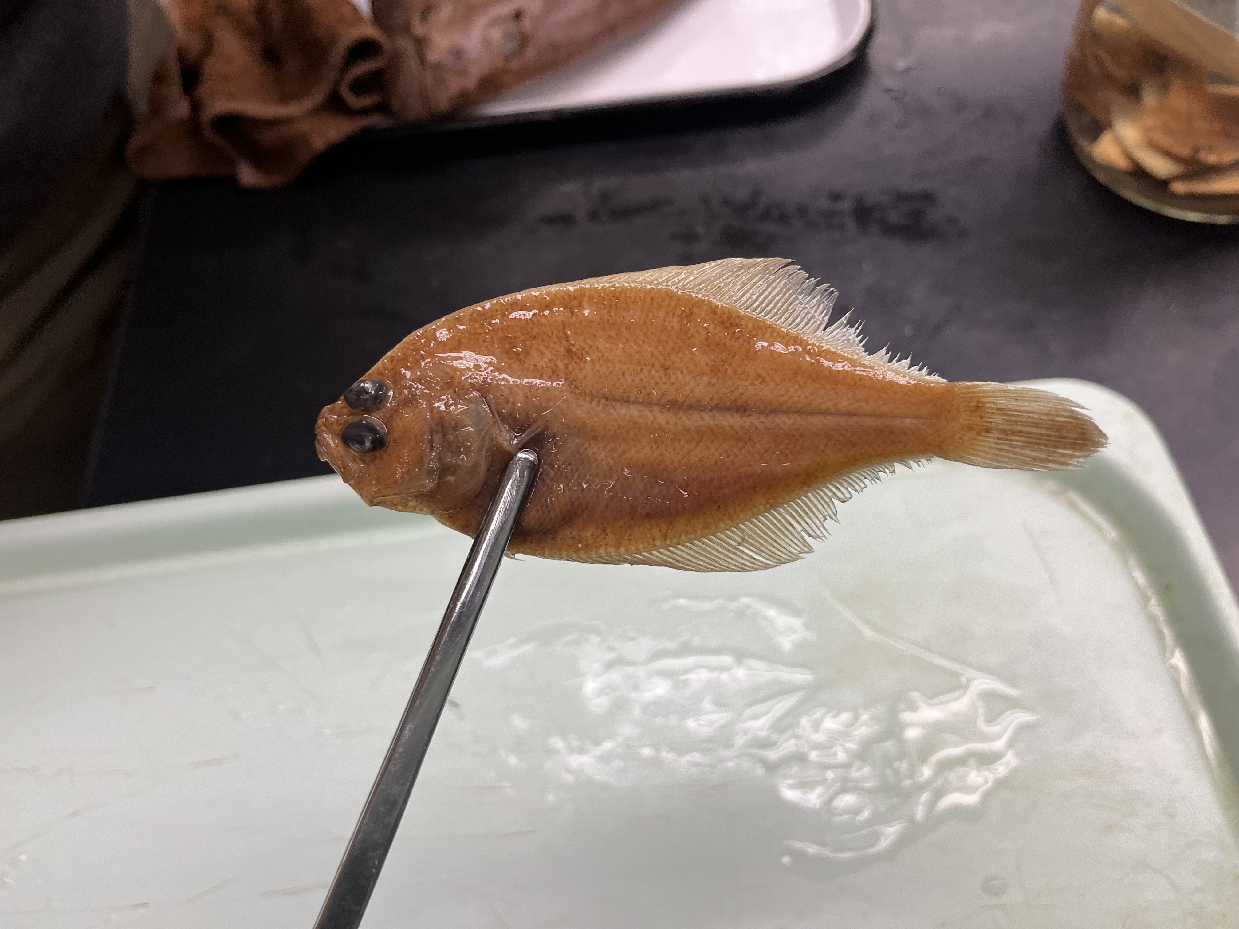 <p>Sinistral flatfish, pectoral fin does not reach eye when folded over</p>