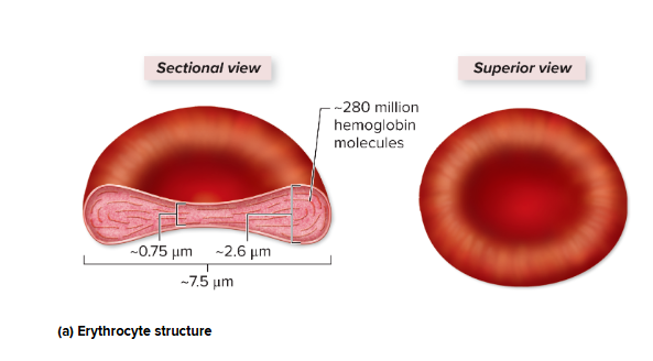 <p><strong>red blood cells</strong></p><ul><li><p><strong>Lack nucleus</strong> and <strong>cellular organelles</strong>; packed with <strong>hemoglobin</strong></p></li><li><p>Have <strong>biconcave </strong>disc structure</p></li><li><p>Has latticework of <strong>spectrin protein </strong>providing <strong>support </strong>and <strong>flexibility  </strong></p></li><li><p><strong>Transport oxygen and carbon dioxide</strong> between tissues and lungs</p></li></ul><p></p>