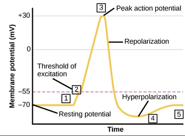 <p>restores resting potential </p><p>(5)</p>