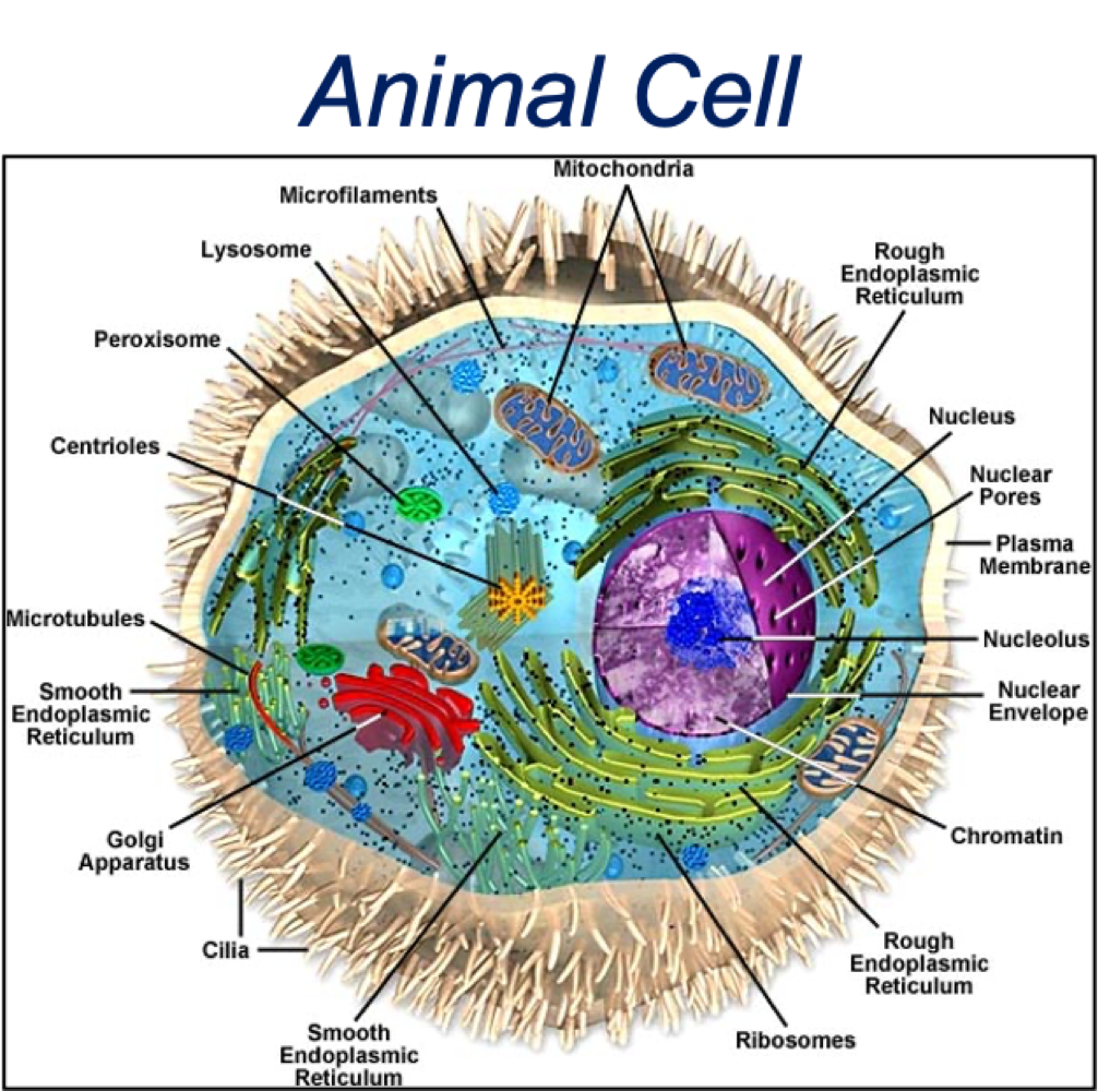 <ul><li><p>plant cells larger than animals</p></li><li><p>additional structures in plants - chloroplast, cell wall, vacuole</p></li></ul><p></p>