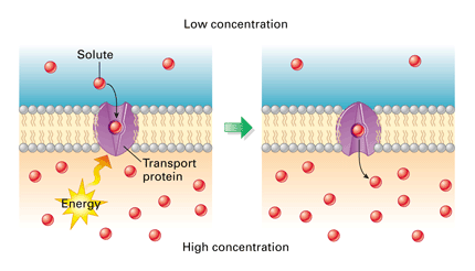 movement of larger molecules from high to low concentrations through channel proteins until equilibrium is reached and requires no energy. 