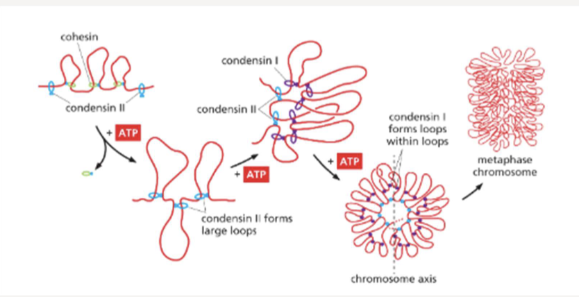 <p>replaces cohesin and form loops within loops to further pack DNA during mitosis</p>