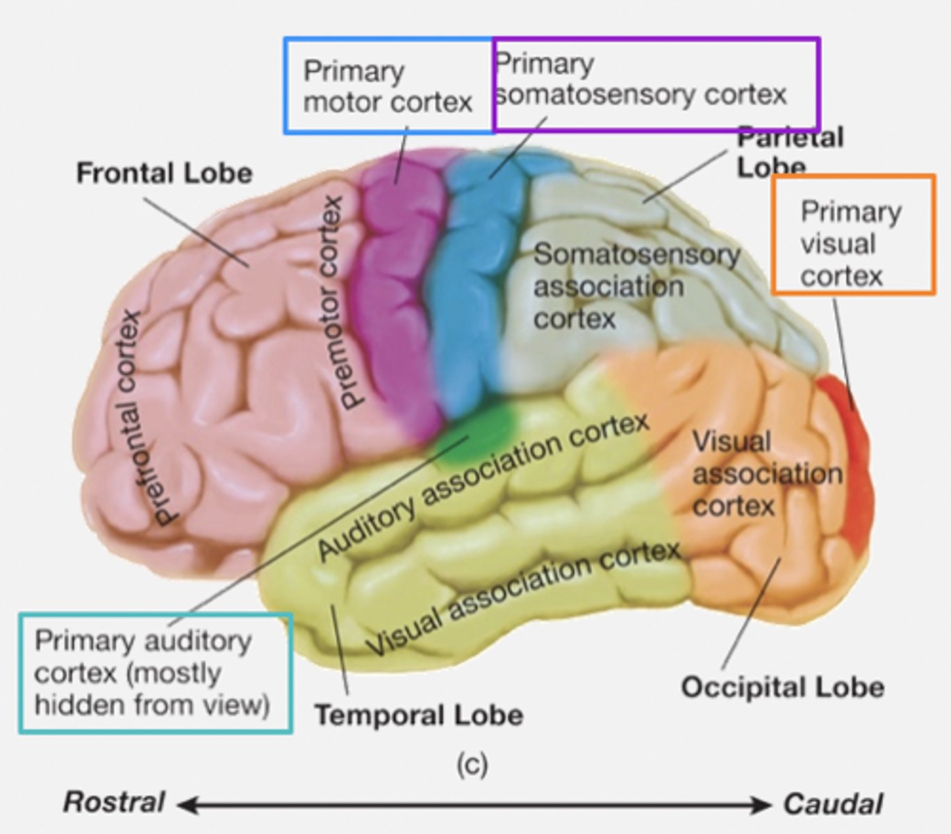 <p>Areas of the cortex involved in sensory functions and in the direct control of motor movements.</p><p>- Primary somatosensory cortex: recieves input from somatosensory system (e.g. touch and body position).</p><p>- Primary visual cortex: receives input from visual system</p><p>- Primary auditory cortex: receives input from auditory system</p><p>- Primary motor cortex: controls muscles</p>